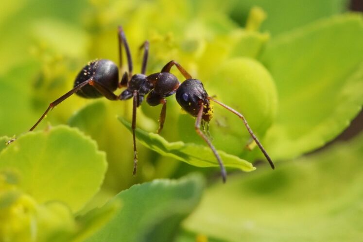 Ants against prostate inflammation